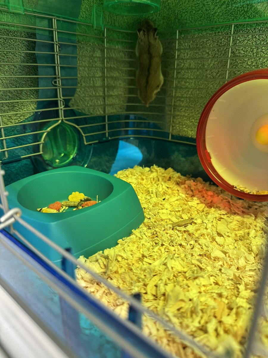 4KTREYonSPIKE's tweet image. Update bros good, doing pull ups as we speak😭

Comeback arc he finna spin on his formers☠️👎