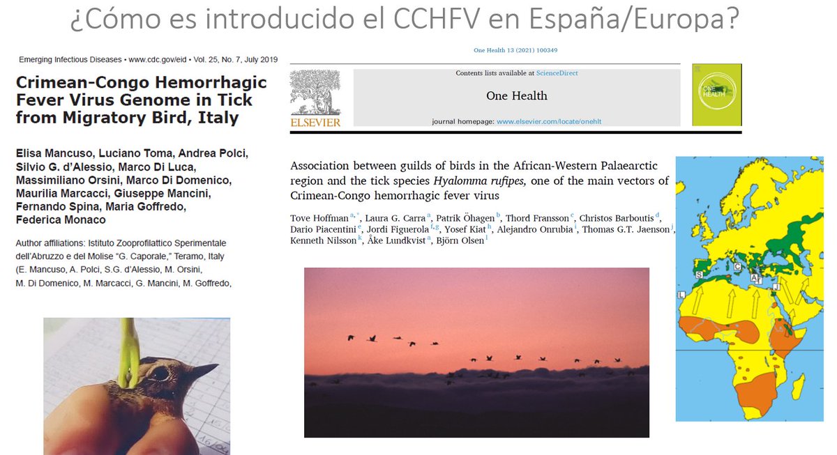 ¿Cómo llega a España el virus de la FHCC? 👇
