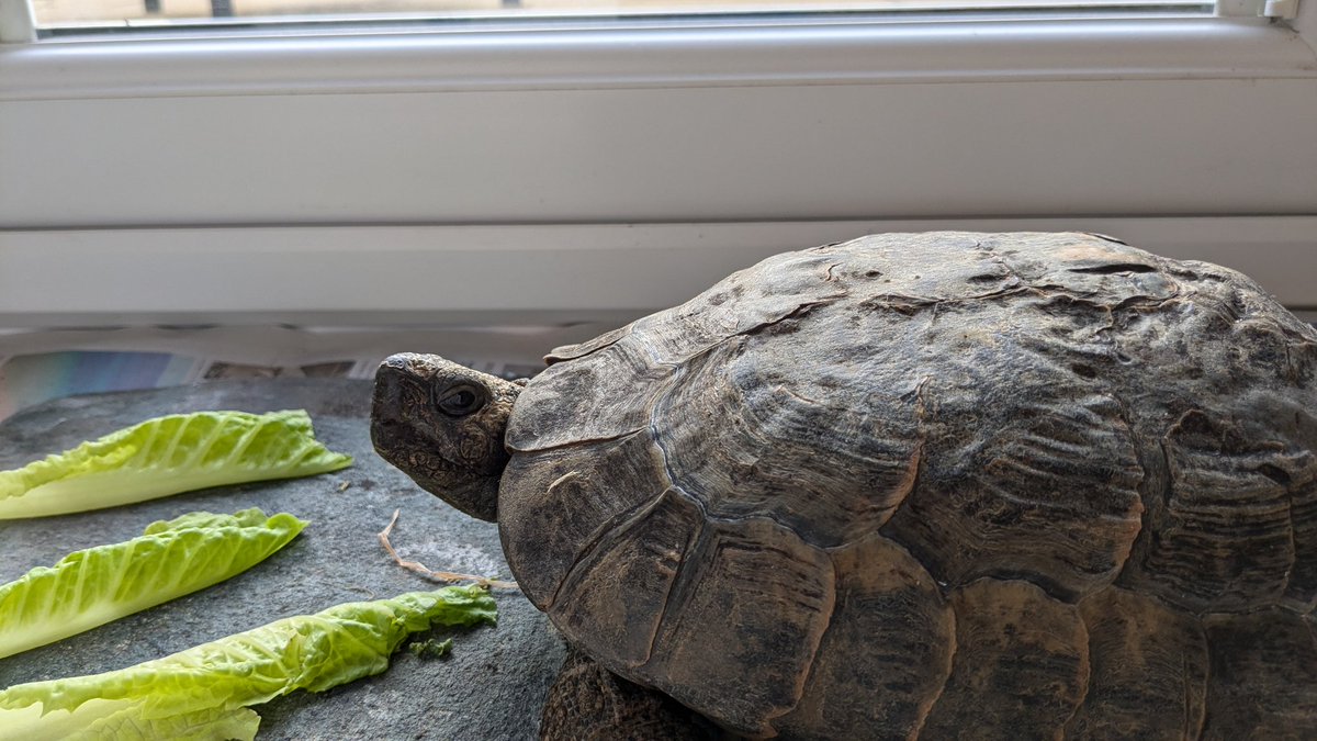 FreddieB1977's tweet image. Da male human woke me up chattering away to me at 6am. I came out of bed with him nowhere to be seen... Da female human was unimpressed when she came down and started chuntering about my bed. Don't get her problem! #livingthegoodlife #lettuce4eva #whatsummer