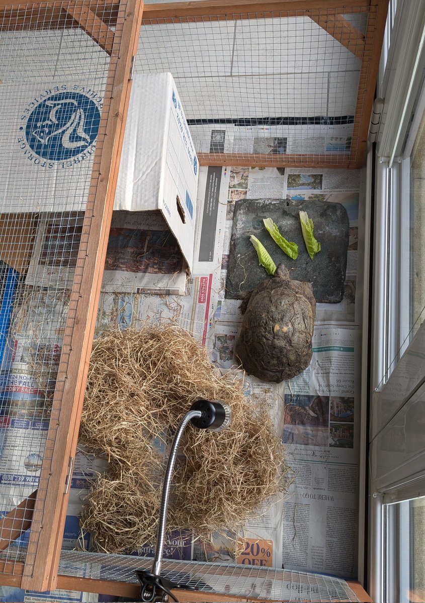 FreddieB1977's tweet image. Da male human woke me up chattering away to me at 6am. I came out of bed with him nowhere to be seen... Da female human was unimpressed when she came down and started chuntering about my bed. Don't get her problem! #livingthegoodlife #lettuce4eva #whatsummer