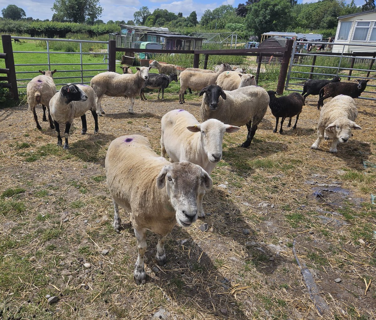 fars_sanctuary's tweet photo. #HappyTuesday from #PrimroseSheep #NigelSheep et al ππ
#JustLikeUs our animals enjoy relaxed, sunny days, & time with friends βοΈπ€ππ
Free from the heartbreaks of our dark world, we hope they wake with peace in their hearts & the warm glow of feeling loved & safe forever π https://t.co/MHmKvTryXI