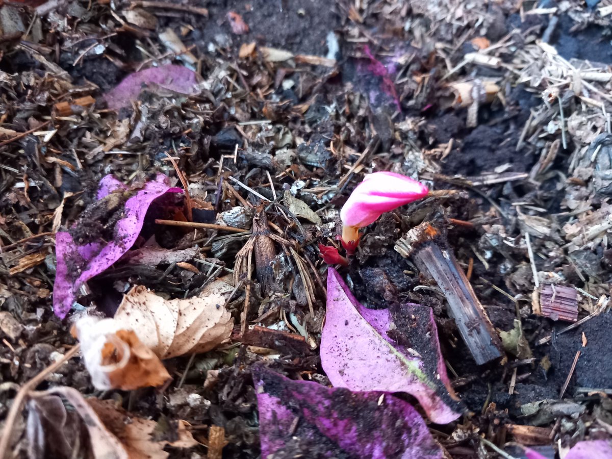 bra_ruby's tweet image. 