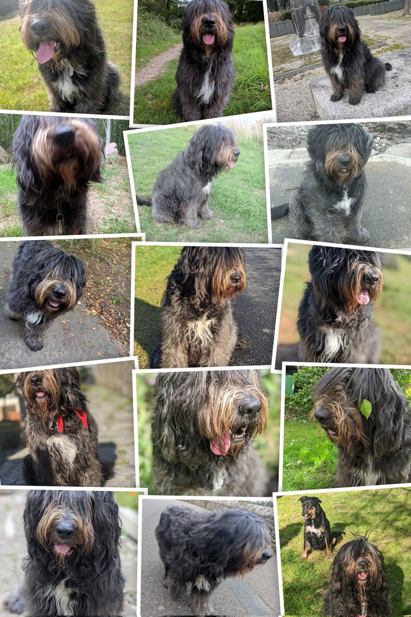 Mollybear has consistently been a #TongueOutTuesday fan...  #TOT. 🐾💖👅