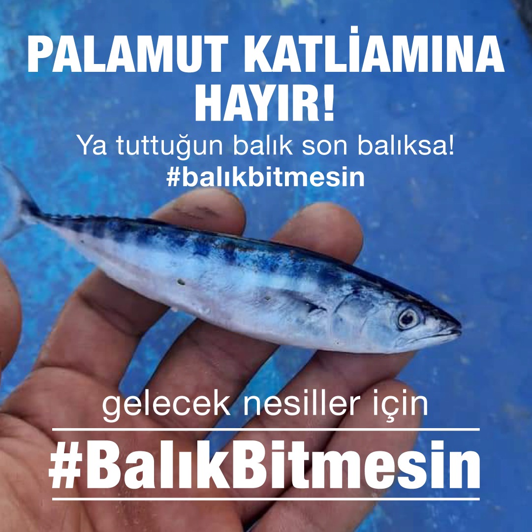 balikbitmesin's tweet photo. KARADENİZ'DE BEBEK PALAMUT KATLİAMİ 

https://t.co/JEvvpiF9NW

Yer Giresun
Bunun gibi hemen hergün avlanılıyor katliam yapılıyor

@fatihaltayli @cuneytozdemir
@nevsinmengu @ismailsaymaz
@bkaradeniz57 @baristerkoglu
@ugurdundarsozcu @Yilmaz_Ozdill

#palamut #balık #balıkbitmesin https://t.co/TVX3rP5xNZ