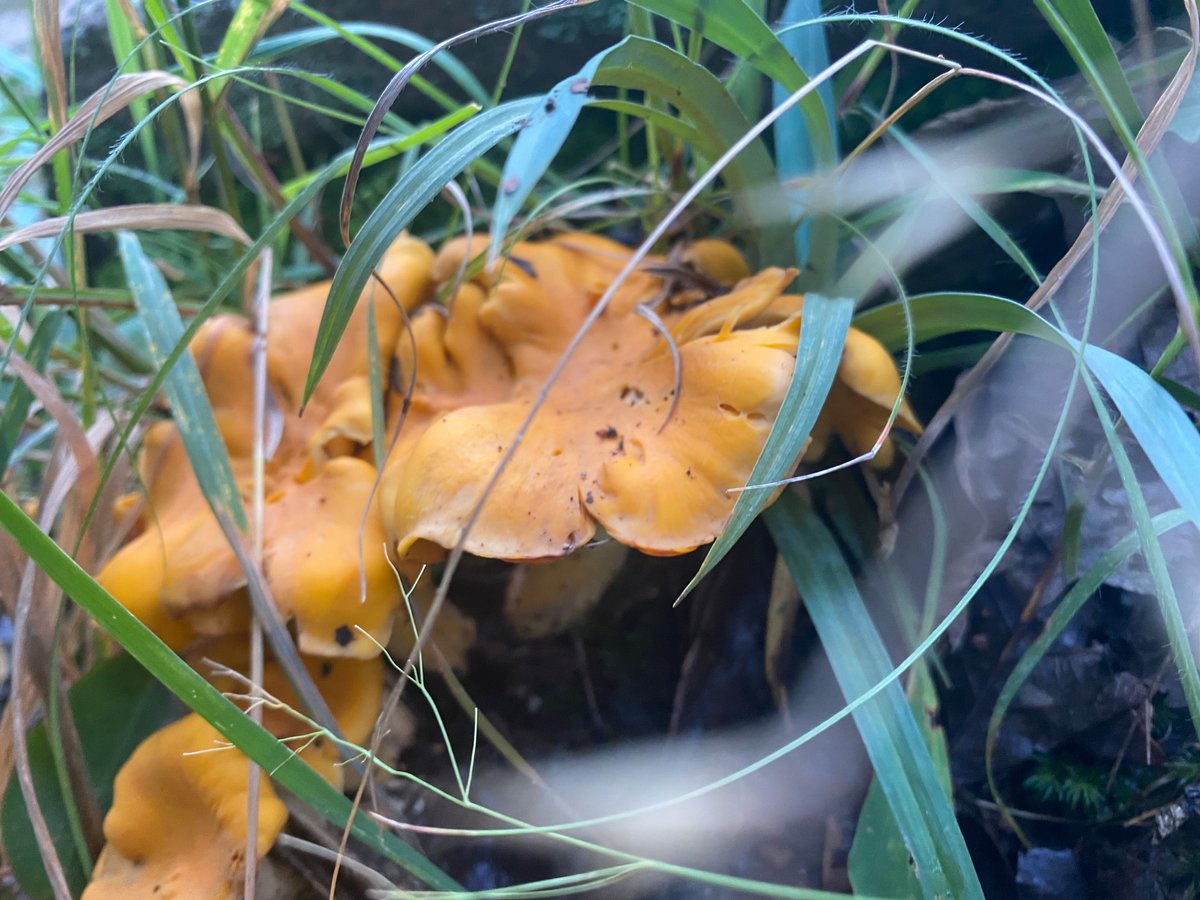 kingkonatea's tweet photo. I hate working with mushrooms, they’re degrading. https://t.co/XyDwuT7L3B