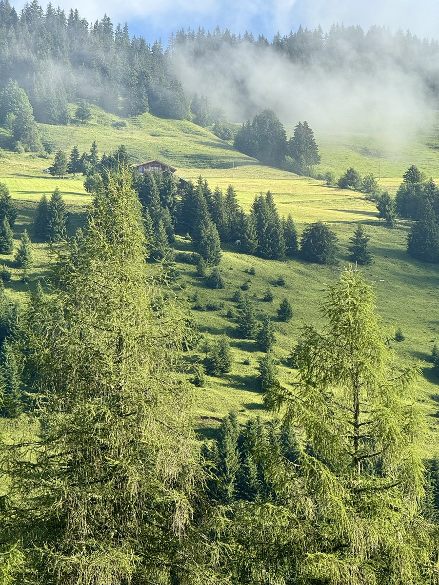 Two large pines in Switzerland 🇨🇭 for #thicktrunktuesday Have a great day 🤎🌲🌳