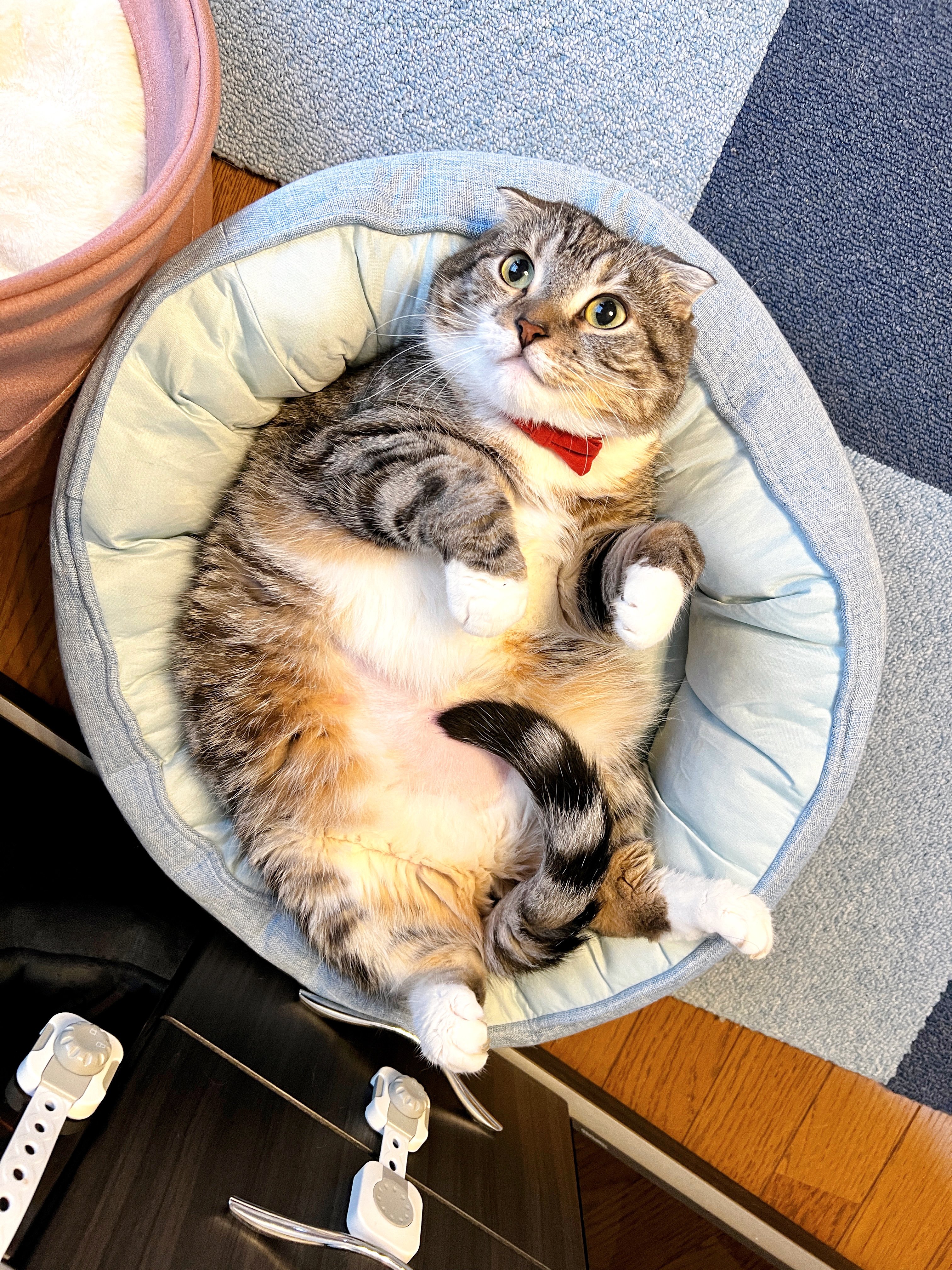 ねこ:0ページ ねこに転生したおじさん×WEGOコラボアクキー1 – WEGO ONLINE STORE