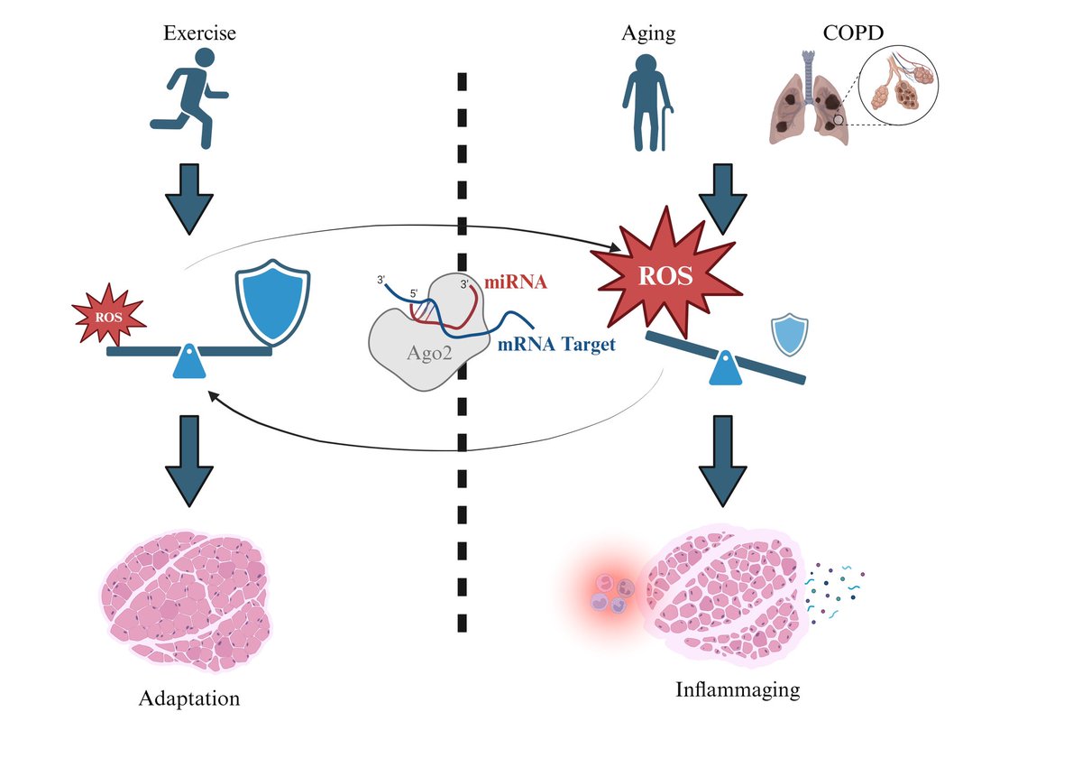 State-of-the-art commentary by Dr Chan &amp; Prof Selemidis on how focusing on precise cellular locations where oxidative damage is most detrimental and developing targeted miRNA-based therapies hold promise for treating muscle wasting in COPD and aging.
mdpi.com/2076-3921/13/7…