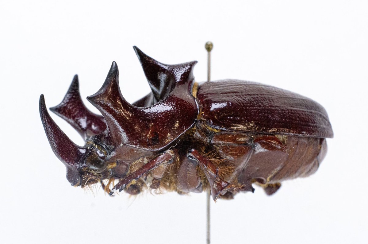 昆虫標本　ガボンオオカブト 昆虫標本 ガボンオオカブト