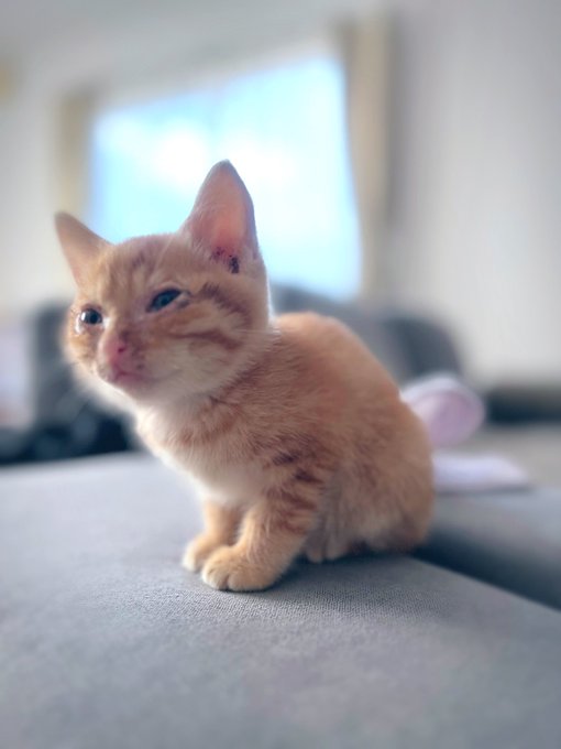 Twitterのコスプレ画像3