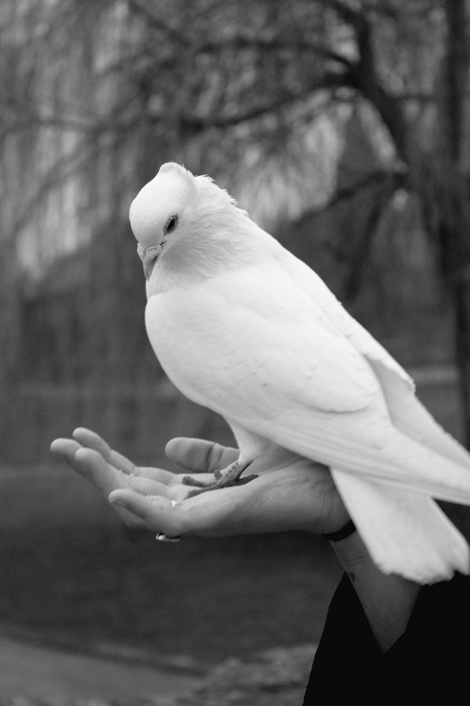 Bu yükü sen mi sırtladın,,,
Yoksa üzerine mi devrildi,
Burası çok mühim..!    🕊🕊

İnsan diyorum...!
#Muhabbetinin demine diz çökene kadar,
Uzaktan hep insan..