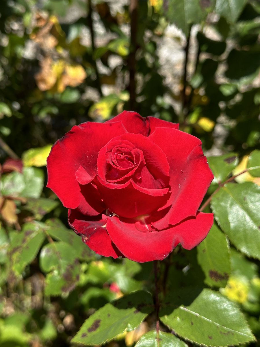 Sun kissed Armagh for the @johnhewittsociety summer school #freedomtowrite <a href="/PENIreland/">Irish PEN</a> <a href="/dfatirl/">Irish Foreign Ministry</a> <a href="/OpenUniversity/">The Open University</a>