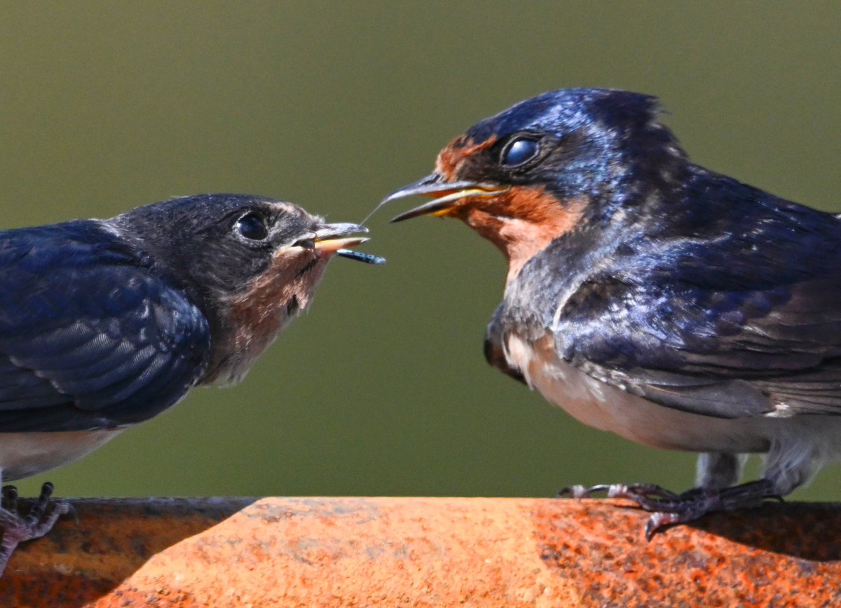 Baztheboat's tweet photo. Now swallow! #barnswallows https://t.co/DsCNpxBDfX