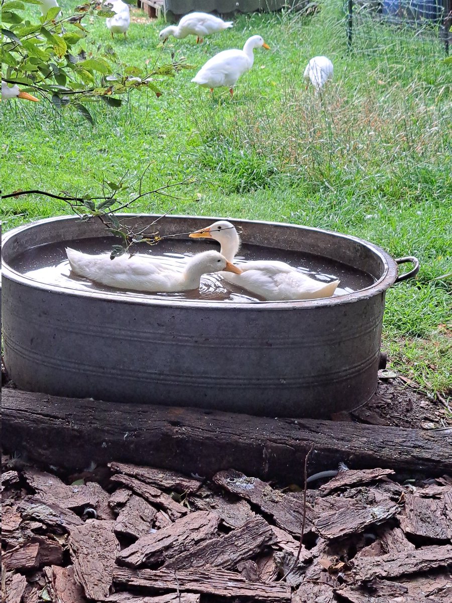 marjanna v.d. meulen tweet media