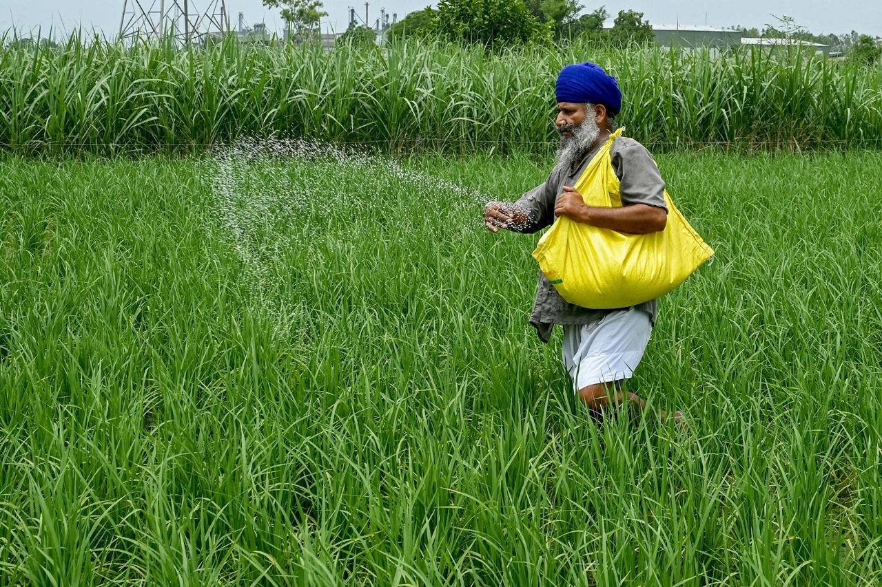 Nepali Paisa on X: "A farmer sprinkles fertiliser over crops at a rice field  on the outskirts of Amritsar on July 23, 2024. Photo: AFP/RSS  https://t.co/HmE9BpNAxp" / X