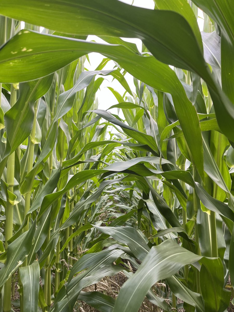 VOberbroeckling's tweet photo. Got to spend the day with NK Corn customers looking at their fields! NK1188-AA and NK1040-AA are looking really good in Southern IA and N MO! #NKSeed https://t.co/kdbudQezzP