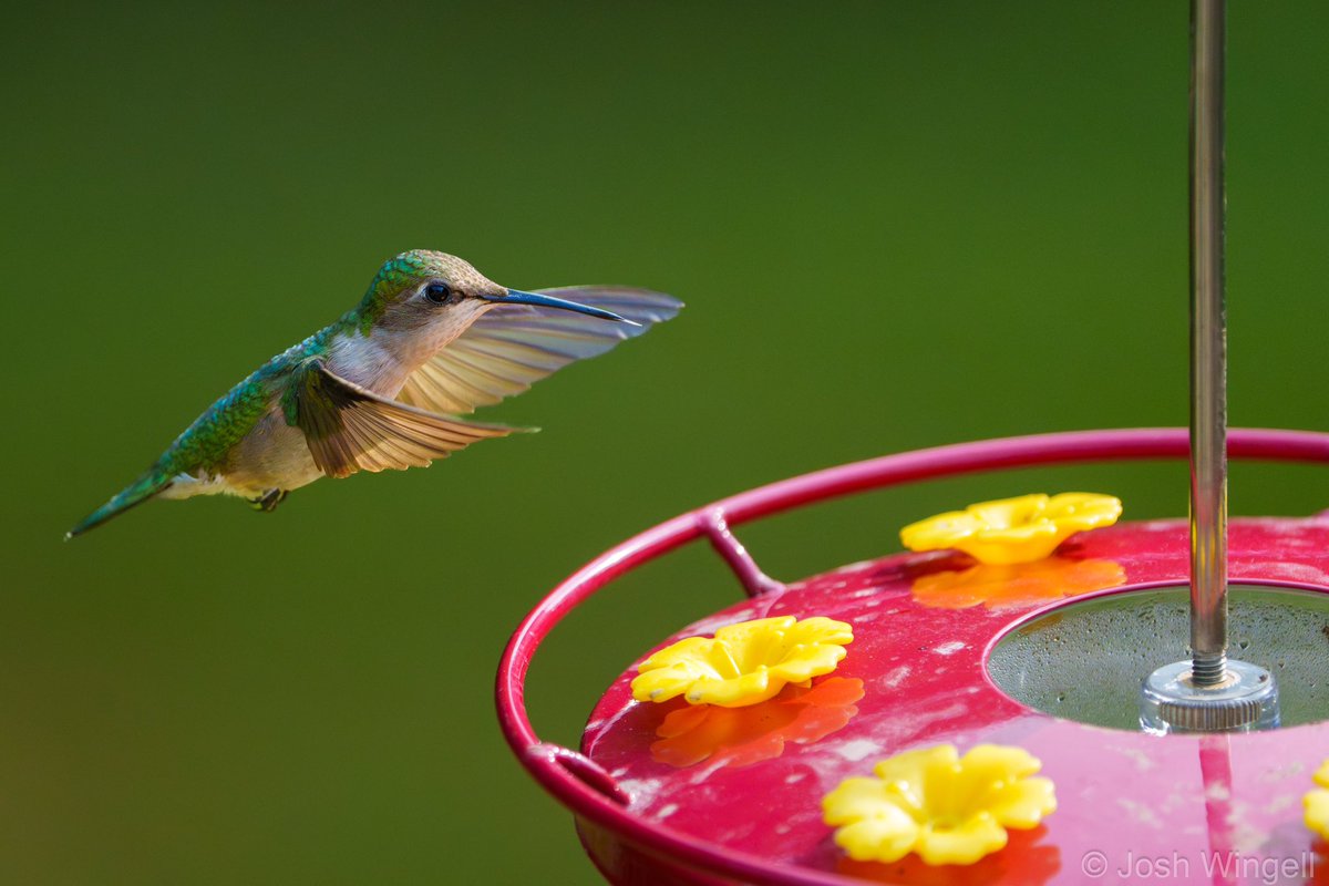 Josh Wingell tweet media