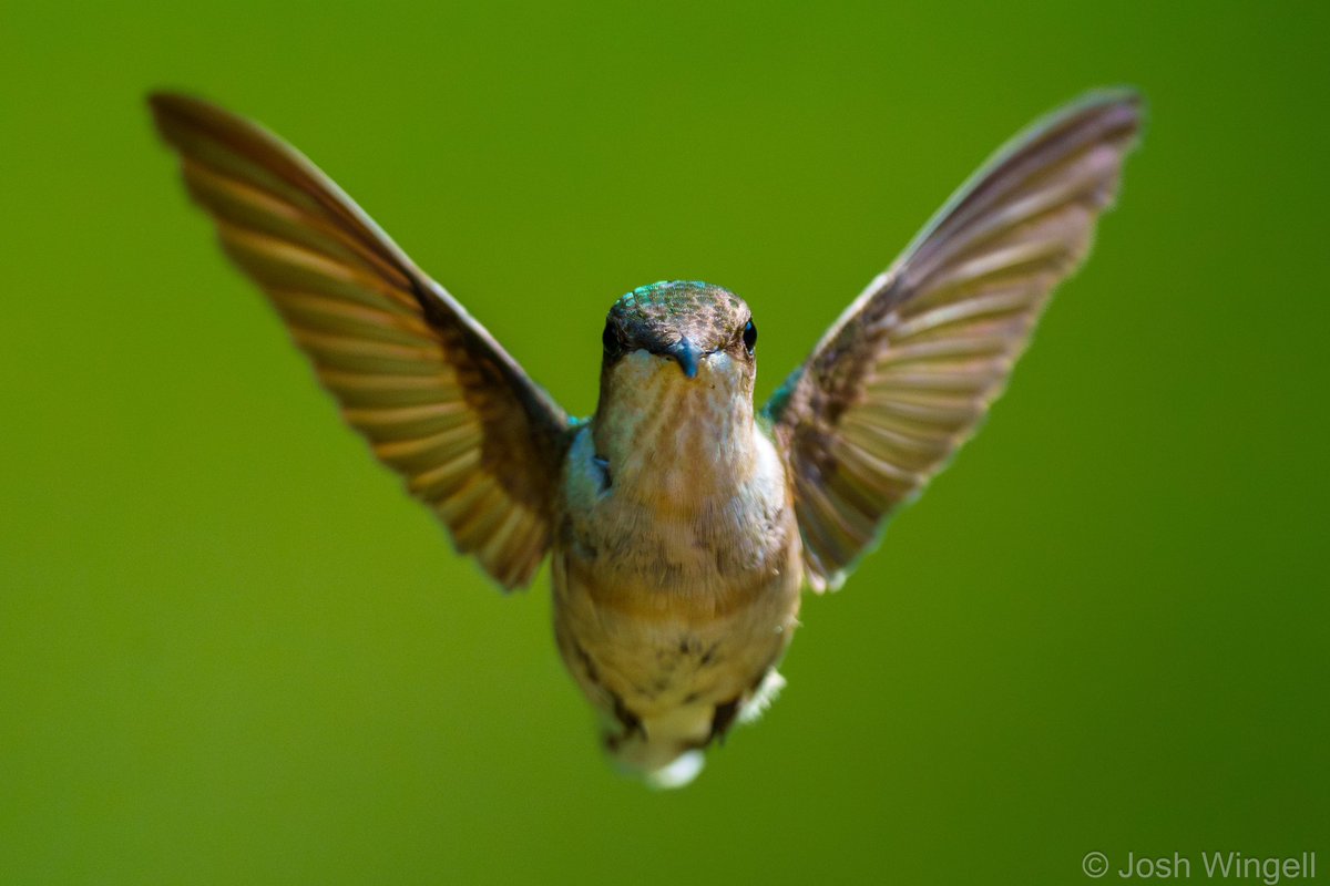 I was lucky enough to have a hummingbird visit while I had my 200-600mm lens attached to my camera! These shots were taken at 1/8000s, which is the fastest mechanical shutter speed on my Sony A7IV camera.
#birdphotography #hummingbird #wildlifephotography #sonyalpha #sony200600mm