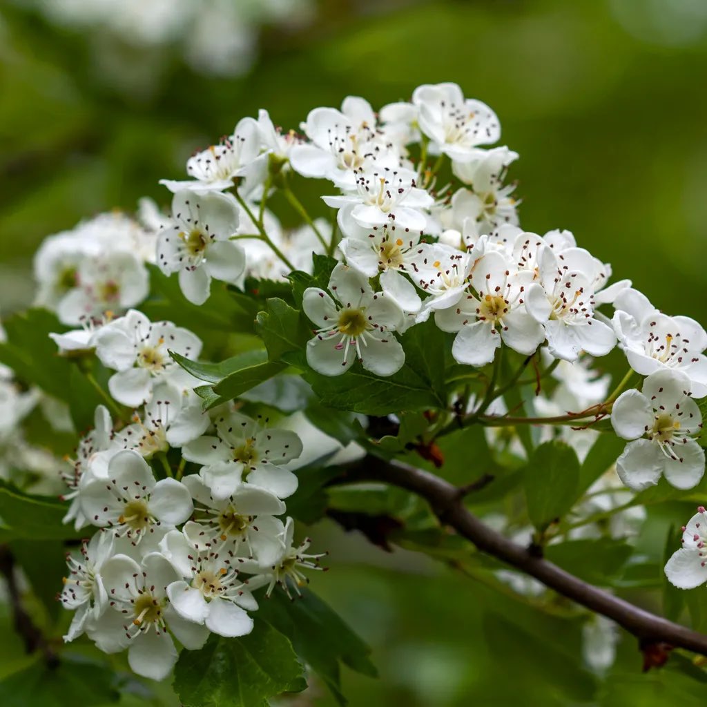 Hawthorn