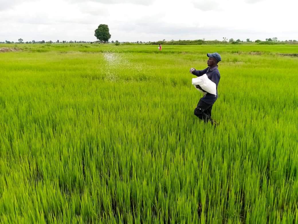 Bago_NewNiger's tweet photo. Governor Umaru Bago’s food security program is yielding positive results. 

The state government has provided an enabling environment and support to Brains and Hammers Rice City in Wushishi LG to cultivate over 1,000 hectares of rice.

Niger is truly ready to feed the nation. https://t.co/BhBrSsZVHg