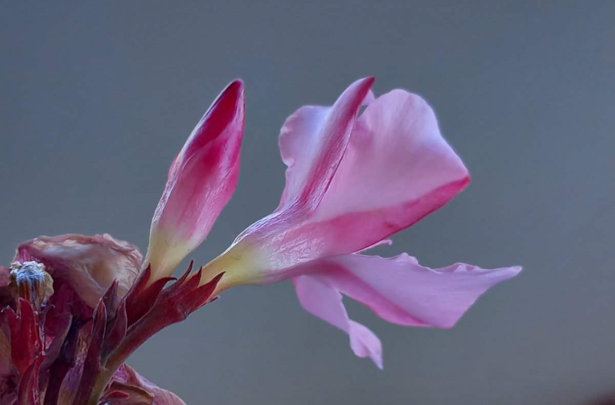 bra_ruby's tweet image. 