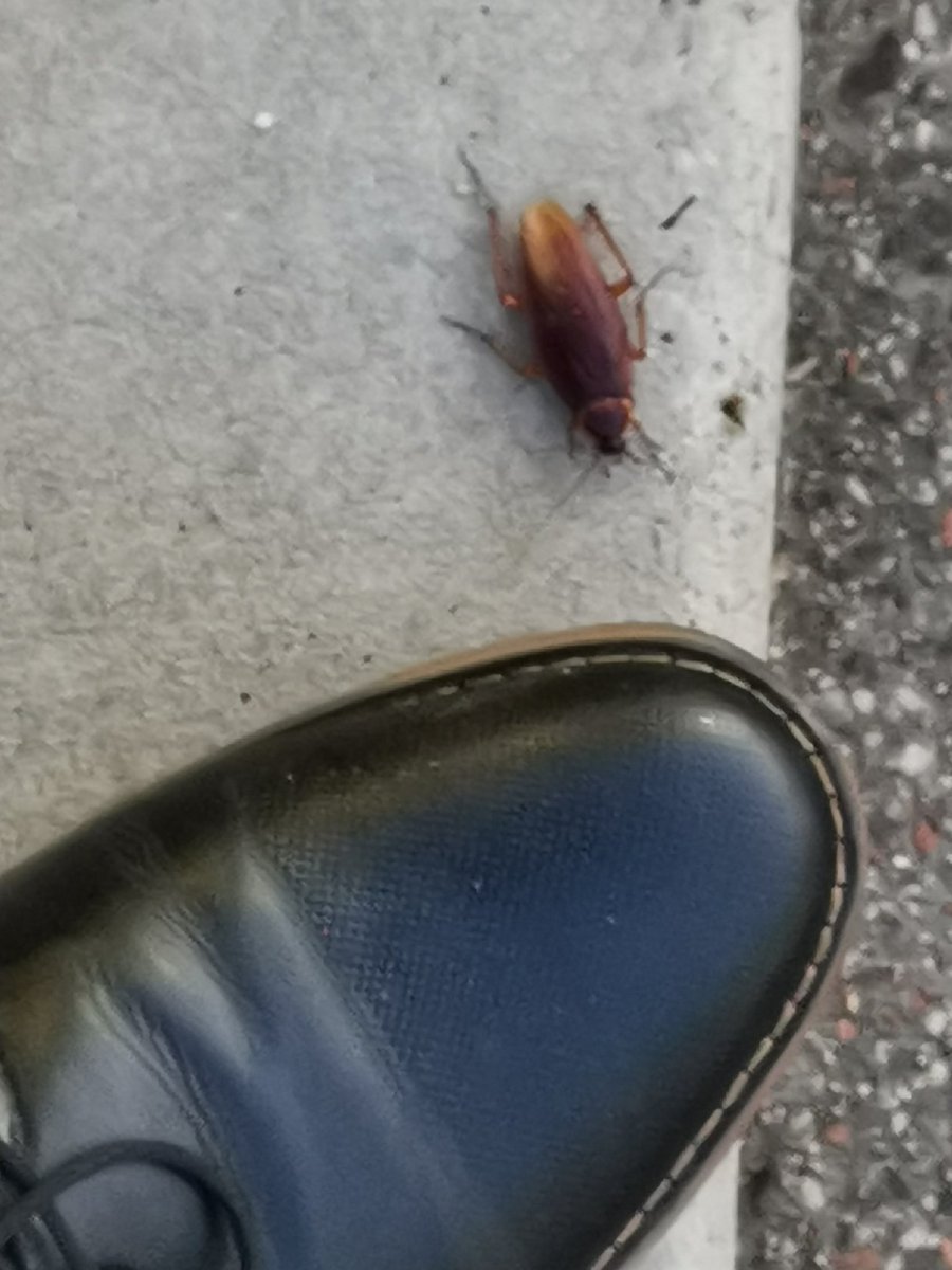 blochert's tweet image. #bugzilla