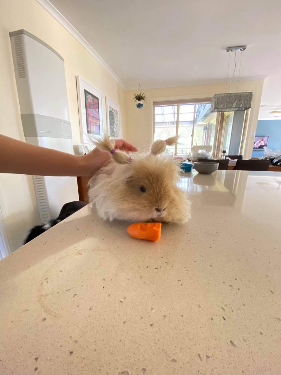 Wiggy, (Ludwig von Wiggerson) went OTRB last night. A handsome yet timid boy, he smelled remarkably like a sheep. A great companion to other pigs, they’d often snuggle into his wool. The last six months he was much more vocal and affectionate with us. We will miss you mate. xoxox