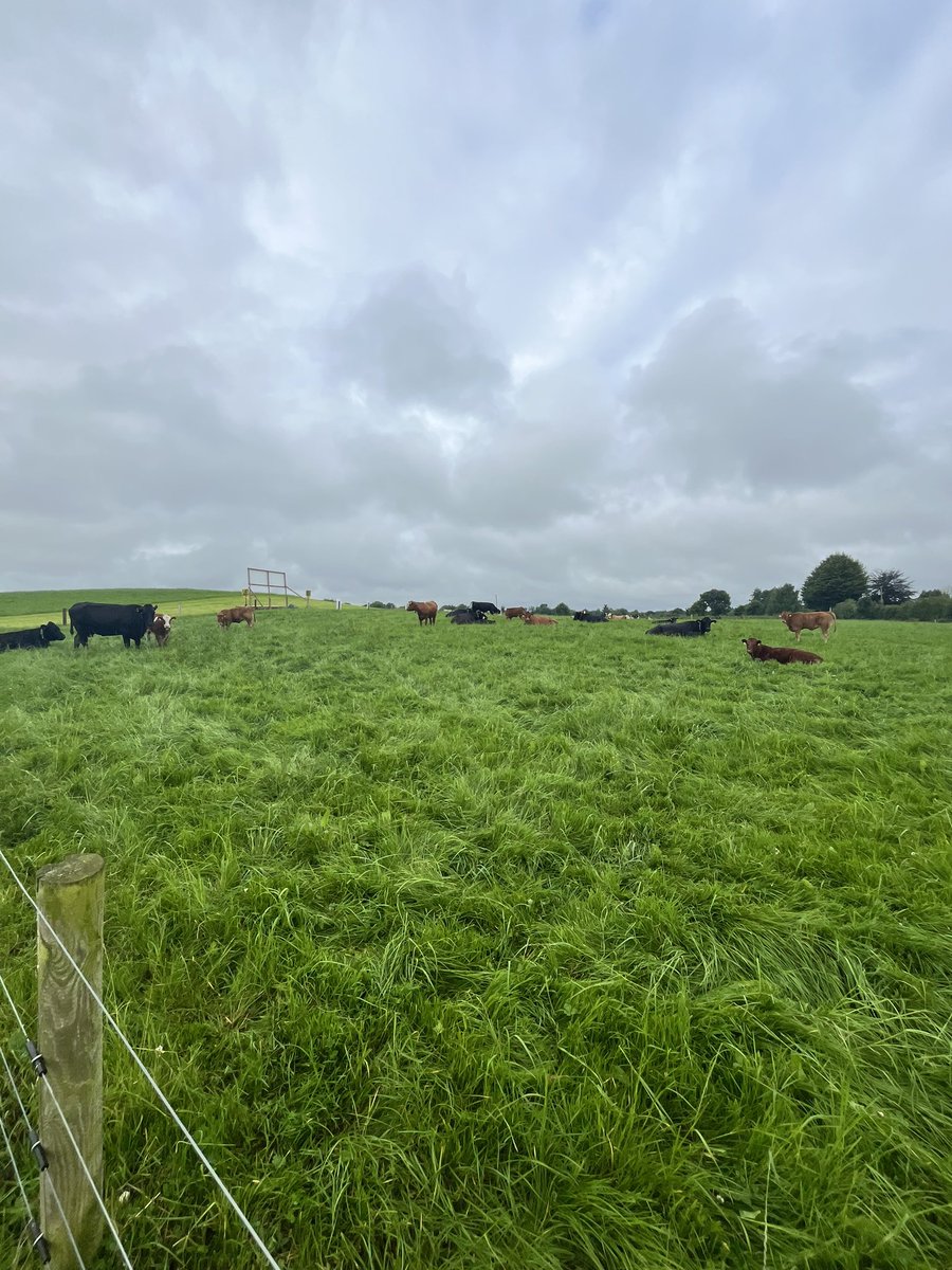 All set up here on #TullamoreFarm and ready to welcome you to our national Suckler and Sheep Open Day.

We kick off at 10.30 am sharp, so make sure to get down early. 

📍 | Tullamore Farm, R35 AT81
⏰ | 10.30 - 5 pm

Supported by <a href="/Zurich_Irl/">Zurich Ireland🇮🇪</a>