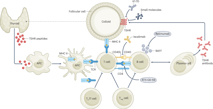 NatureRevEndo's tweet photo. New content online: Graves disease: latest understanding of pathogenesis and treatment options https://t.co/BBlMOWTPTx https://t.co/SrvSoq05CI