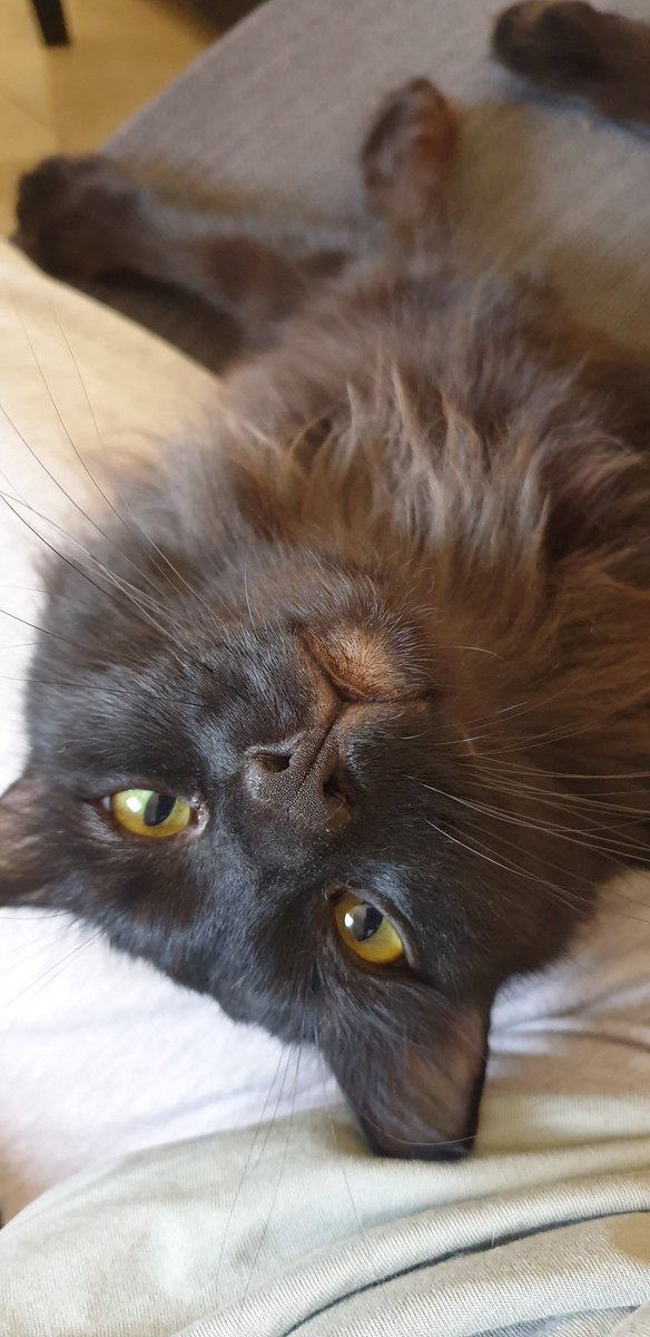 Pirate🐈 tweet media