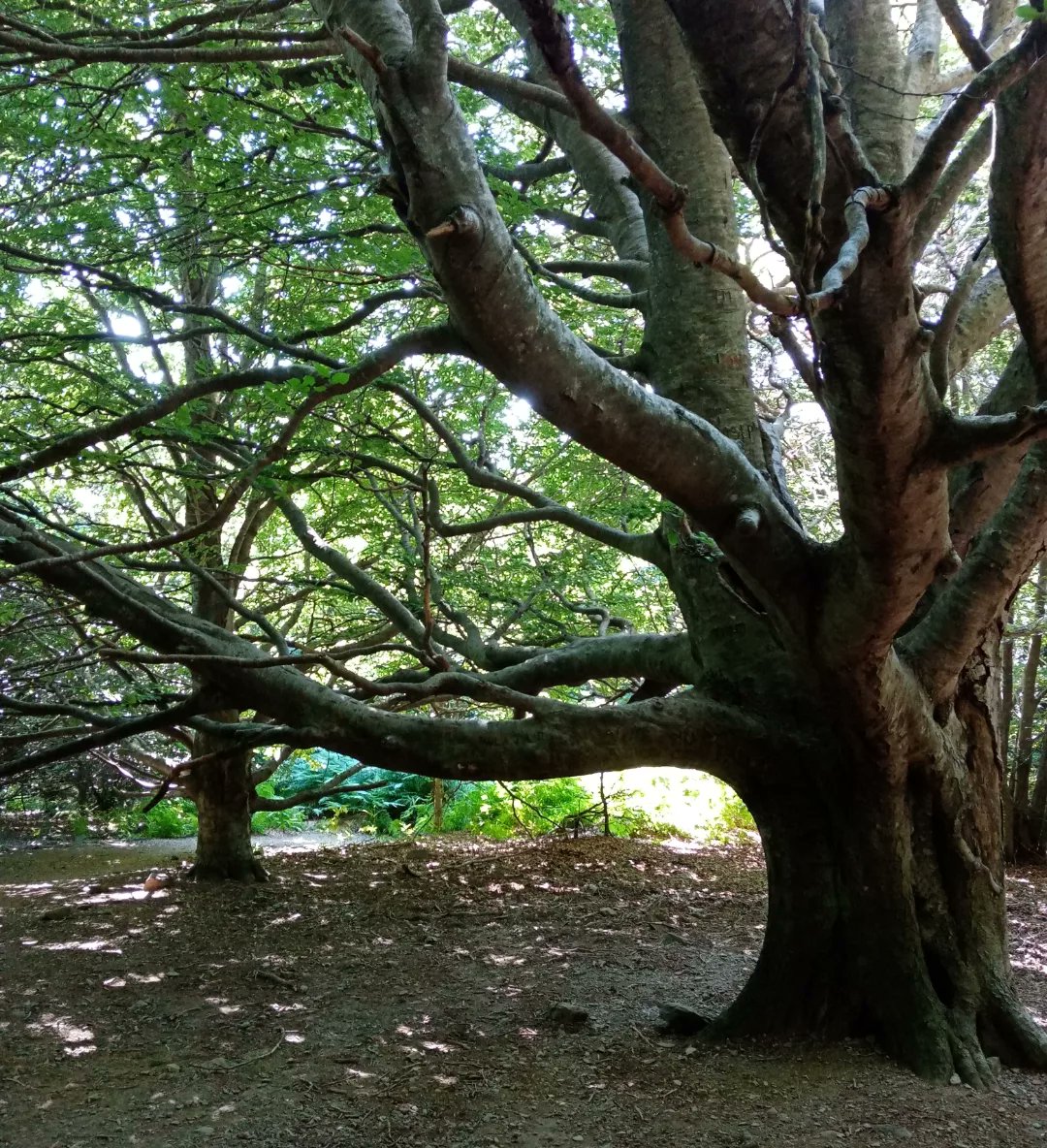 Refugi climàtic.
#fageda
#montseny
#matagalls