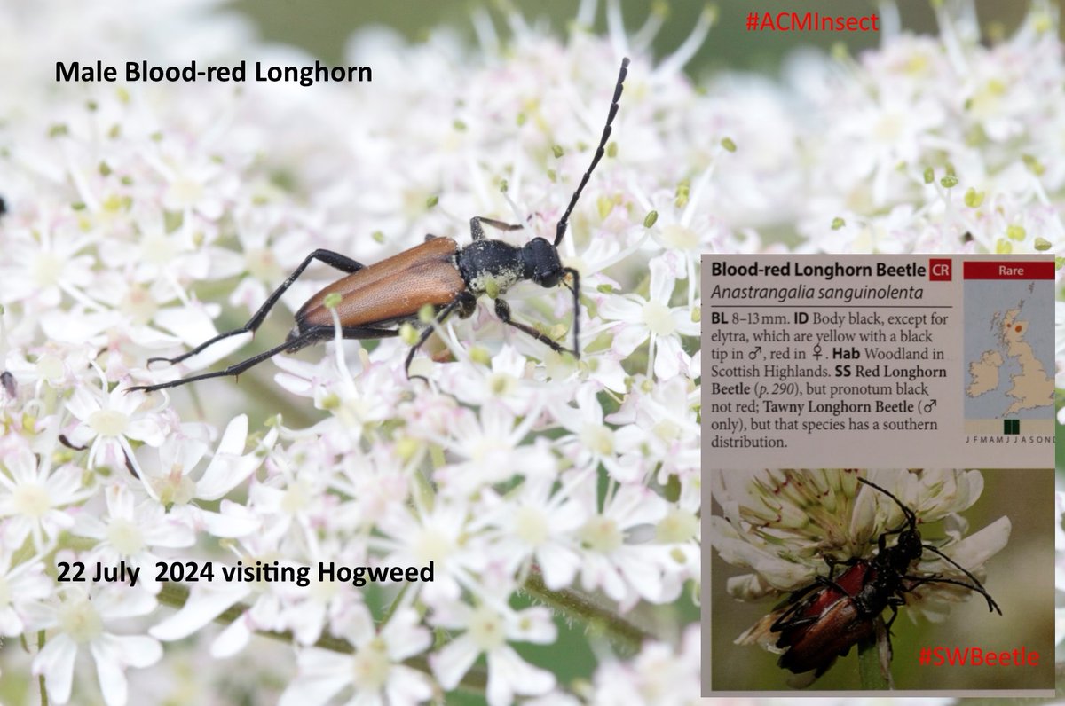 bscgscotland's tweet image. Good to know (as revealed by @StrathyHerald:
  strathspey-herald.co.uk/news/going-wil…) of #CitzenScience move to learn more about this #beetle described (in 2021 Field guide markavery.info/2021/05/23/sun…) as rare.
#BeetleHunt #Cerambycidae #Anastrangalia #deadwoodmatters #pollinator #Saproxylic