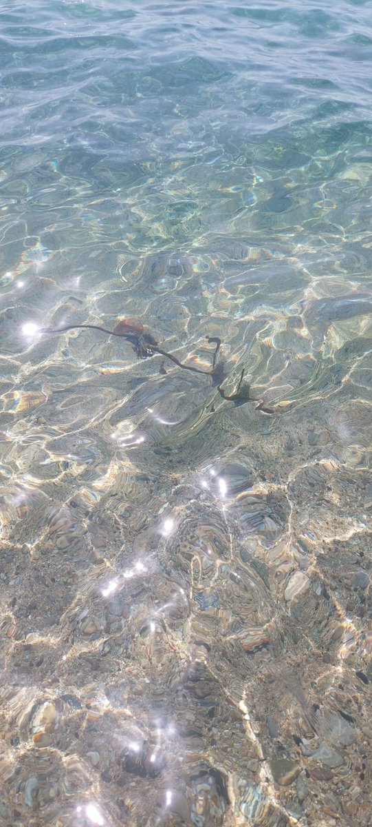 ✅ L'Ajuntament de #Badalona ha retirat avui, amb mitjans propis, restes de ferro submergides que uns banyistes van detectar ahir a la platja del Coco i que representaven un perill per als usuaris

▪️Davant el risc que suposaven, s'ha decidit no esperar l'actuació del <a href="/mitecogob/">Transición Ecológica y Reto Demográfico</a>