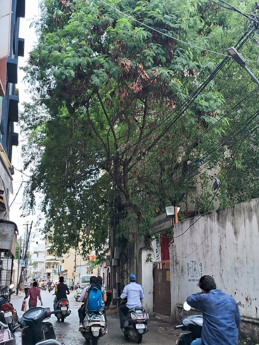 Responsible Citizen ๐ฎ๐ณ (@rti_social_hyb) on Twitter photo Sir <a href="/acub_ghmc/">Addl Commr,UBD</a> This tree pruning should be taken-up before #Bonalu festival. It is leaning on the road causing inconvenience to motorists & pedestrians Location : maps.app.goo.gl/HHfwYvzc4Gz54Eโฆ Sir <a href="/acub_ghmc/">Addl Commr,UBD</a> This tree pruning should be taken-up before #Bonalu festival. It is leaning on the road causing inconvenience to motorists & pedestrians Location : maps.app.goo.gl/HHfwYvzc4Gz54Eโฆ