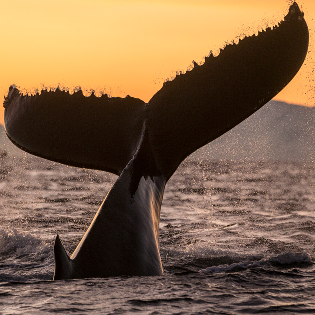NatGeoEspana's tweet photo. Hoy, 23 de julio, celebramos el Día Mundial de las Ballenas y los Delfines para crear conciencia sobre frenar la caza indiscriminada y tortuosa de estos animales en peligro de extinción.

📸 Brian J. Skerry, Paul Nicklen, Charlie Hamilton James, Spencer Lowell https://t.co/IhswPnLctW