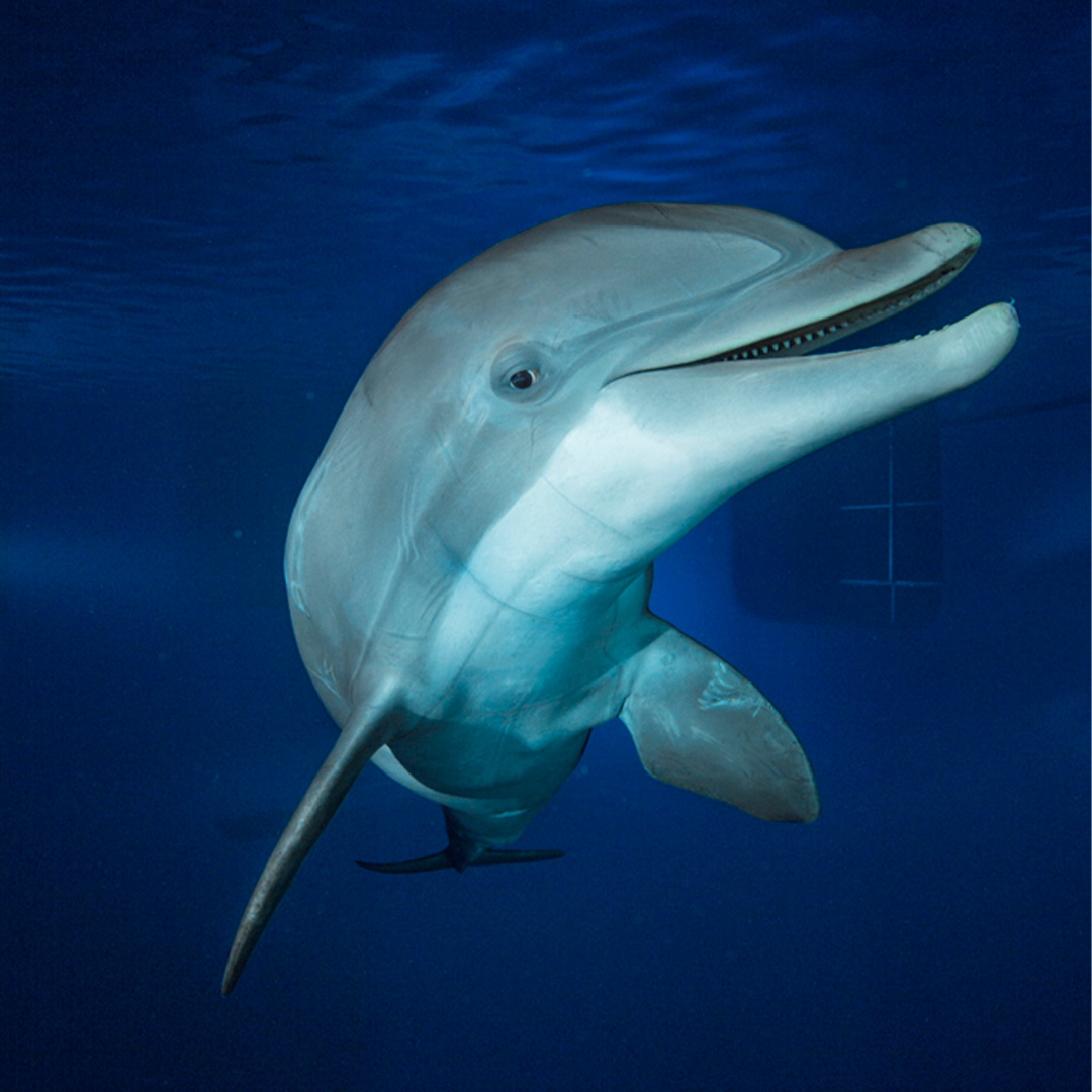 NatGeoEspana's tweet photo. Hoy, 23 de julio, celebramos el Día Mundial de las Ballenas y los Delfines para crear conciencia sobre frenar la caza indiscriminada y tortuosa de estos animales en peligro de extinción.

📸 Brian J. Skerry, Paul Nicklen, Charlie Hamilton James, Spencer Lowell https://t.co/IhswPnLctW