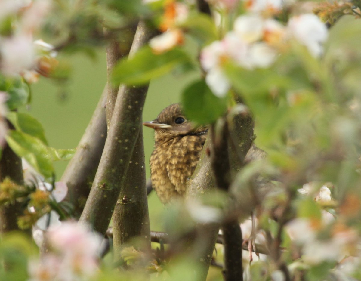 Amanda Tuke (@suburbanwilduk) on Twitter photo A lovely am last Sat sharing urban birdwatching tips w/ beginners in <a href="/WNCemetery/">West Norwood Cemetery</a> but what was the single most valuable birdwatching tip you were given when you started out? ๐for RTs <a href="/BirdWatchingMag/">Bird Watching</a> <a href="/StephenMoss_TV/">Stephen Moss</a> <a href="/birdering/">The Considerate Birders</a> <a href="/DominicCouzens/">Dominic Couzens</a> <a href="/gegegamble/">Aleator ๐บ๐ฆ๐๐ถ๐ฝโโ๏ธโ๏ธ๐ฆ๐ฟ๐ฆ
โฐ</a> <a href="/greenroofsuk/">dusty gedge</a> <a href="/Mboyd7Boyd/">Margaret Boyd</a> A lovely am last Sat sharing urban birdwatching tips w/ beginners in <a href="/WNCemetery/">West Norwood Cemetery</a> but what was the single most valuable birdwatching tip you were given when you started out? ๐for RTs <a href="/BirdWatchingMag/">Bird Watching</a> <a href="/StephenMoss_TV/">Stephen Moss</a> <a href="/birdering/">The Considerate Birders</a> <a href="/DominicCouzens/">Dominic Couzens</a> <a href="/gegegamble/">Aleator ๐บ๐ฆ๐๐ถ๐ฝโโ๏ธโ๏ธ๐ฆ๐ฟ๐ฆ
โฐ</a> <a href="/greenroofsuk/">dusty gedge</a> <a href="/Mboyd7Boyd/">Margaret Boyd</a>