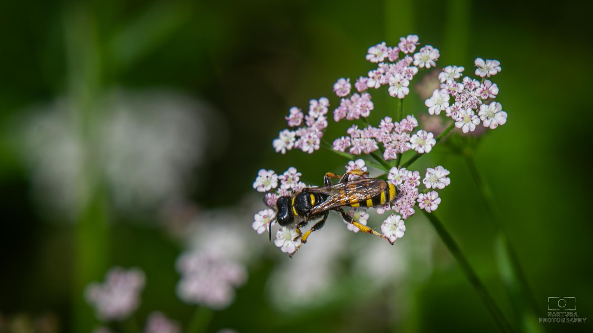 E_van_den_Ham's tweet photo. Is dit de Slurfknoopwesp (#Cerceris ruficornis) die hier op Heggendoornzaad (#Torilis japonica) zit? https://t.co/wBnTgPmDMo