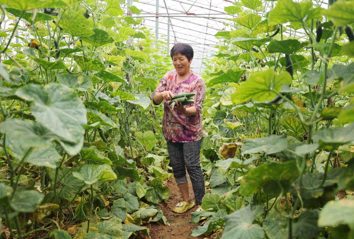 LinyiOfficial's tweet photo. Yiwen town in Yinan county, #Linyi, boasts 35,000 mu (2,333 hectares) of high-tech vegetable farms🥬.
With an annual output exceeding 1 billion yuan ($137.49 million)💰, this thriving industry serves as a key pillar of the local economy. #LinyiDevelopment #RuralVitalization https://t.co/YChtzQJYwo