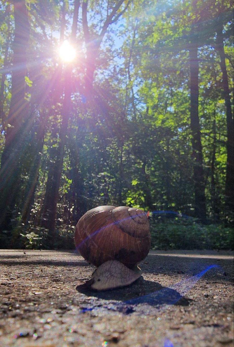 andrii_soloviov's tweet photo. 🌞☀️🌤Good sunny morning, Friends!
🌞☀️🌤おはようございます、友人の皆さん!
❤️🔥🫶This is the #SummerInUkraine and #BeautifulKyiv
❤️🔥🫶これが #ウクライナの夏 と #美しいキエフ です
Yesterday there were 2 thunderstorms in Kyiv and from the morning in our forest there is a very good feeling of freshness!
昨日はキエフで2回の雷雨がありましたが、私たちの森では朝からとても爽やかな気分です。
All the animals came out of hiding - so I was able to photograph this handsome man for you!
動物たちがみんな隠れ場所から出てきて、このハンサムな男性の写真を撮ることができました!
Enjoy this beauty and your morning drink ☕️🍾🍸 🍹and have a good Day!
この美しさと朝のドリンク☕️🍾🍸🍹を楽しんで、良い一日をお過ごしください!
Don’t forget to support Ukraine 🇺🇦 and each other!
ウクライナ🇺🇦とお互いをサポートすることを忘れないでください!
✊🇺🇦😘❤️🔥🫶