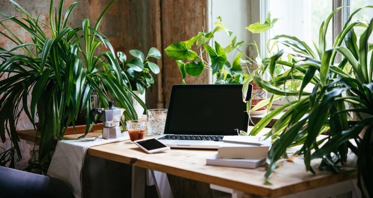 🌱💻 Onderzoekspartners gezocht! ➡️ <a href="/WUR/">Wageningen U&R</a> en Stichting De Groene Stad onderzoeken het effect van planten in kantoren op medewerkers. We zoeken private partners die hun kantoorruimten willen vergroenen. Interesse? Neem contact op: wur.nl/nl/onderzoek-r…