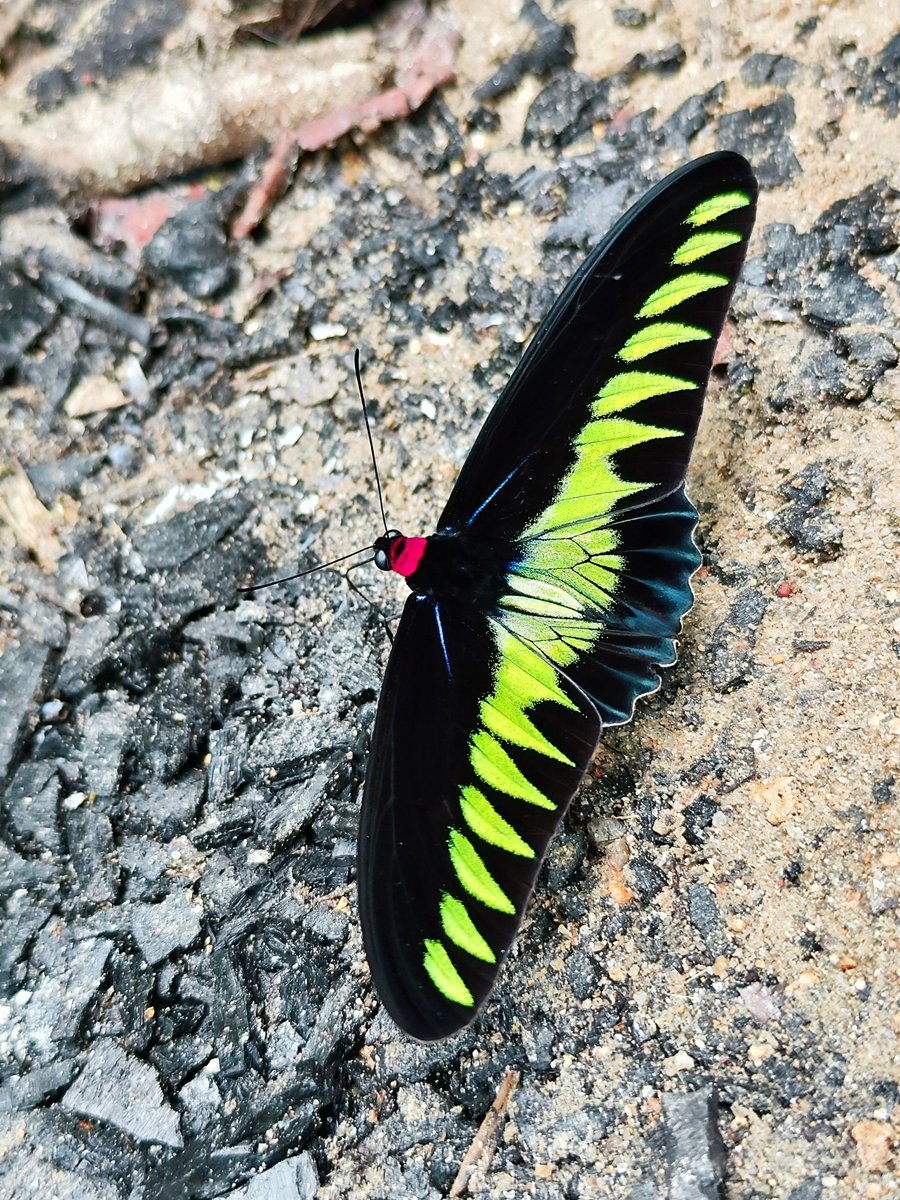 ExtremeTourname's tweet photo. アカエリトリバネアゲハ
翠葉紅頸鳳蝶
Rajah Brooke's birdwing
(Trogonoptera brookiana)
マレーシア
#虫 #昆虫 #insect #buttefly https://t.co/btaAhr4PHm