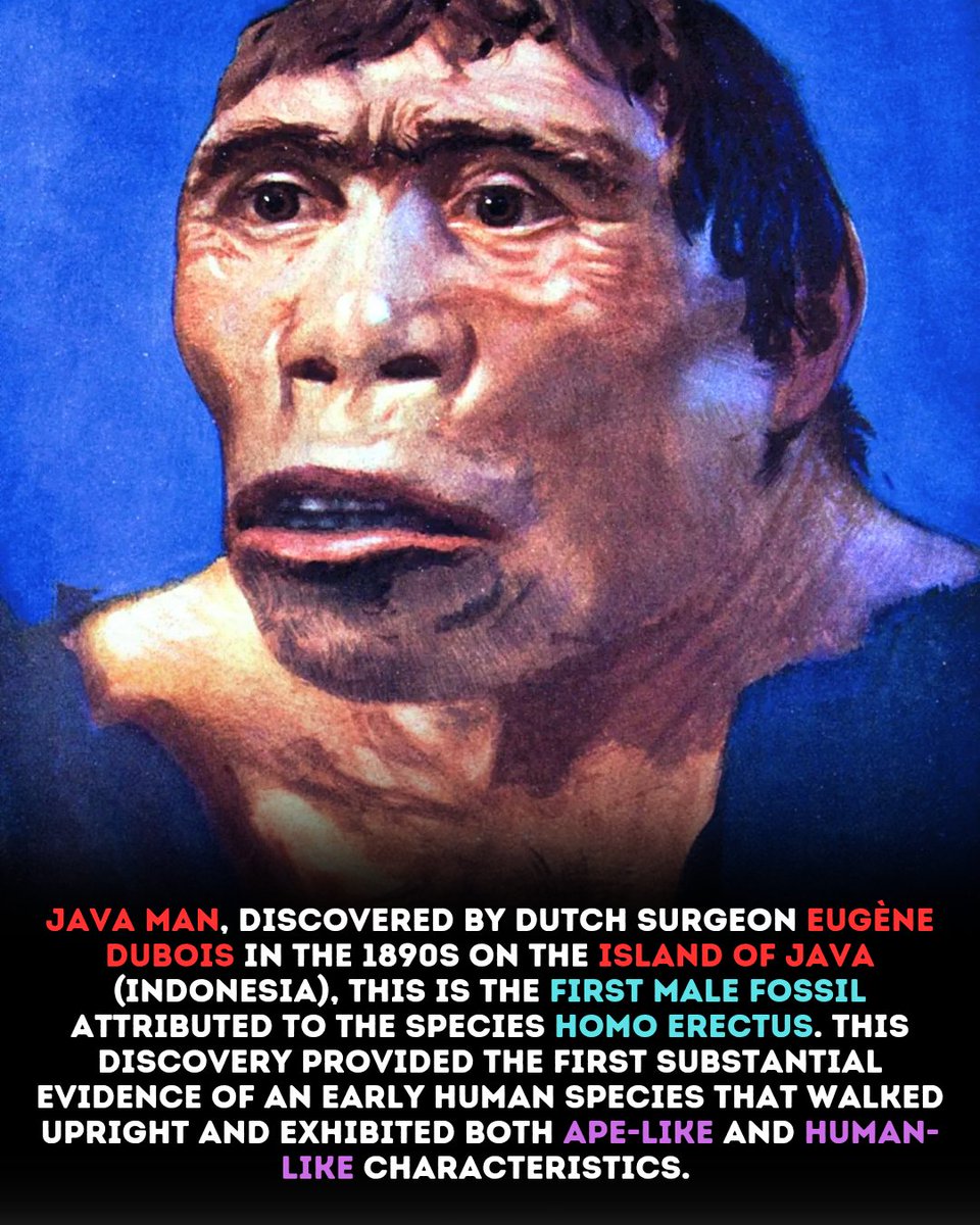 historichorizon's tweet image. Dubois began his search for early human fossils in 1887, and by 1891, he had unearthed a skullcap and a femur. The fossils are estimated to be between 700,000 and 1.5 million years old, making them some of the oldest known remains of early humans .
#JavaMan
#HumanEvolution