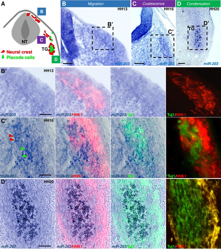 PLOSBiology's tweet photo. Intercellular communication is crucial for formation of the #TrigeminalGanglion. @PstroblM &amp;co reveal that miR-203 is secreted by #NeuralCrest cells in #ExtracellularVesicles and taken up by #placode cells, regulating their condensation #PLOSBiology https://t.co/WHhqFTFEHx https://t.co/98zNVpDLFs