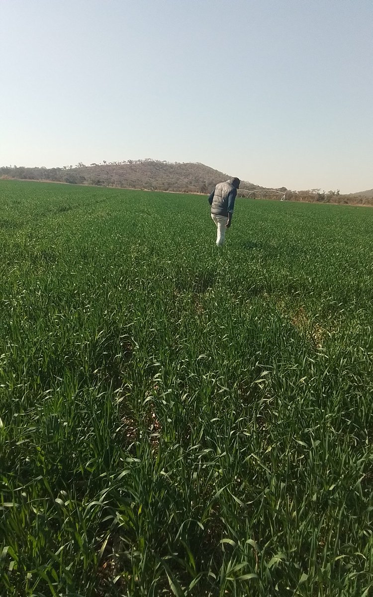 Pepsia Farm 📍 Importance of foliar nutrition on wheat baking quality. Sulphur, Molybdenum &amp; Nitrogen are synergistic nutrients. S &amp; Mo favour N utilisation, protein formation &amp; chlorophyll density. Copper, Boron are key for pollination &amp; reduced sterility in wheat.