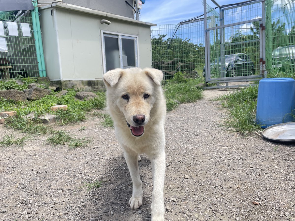 덩치는 산만한 게 무척 소심함. 36kg가 넘는 우리 뽀식군.