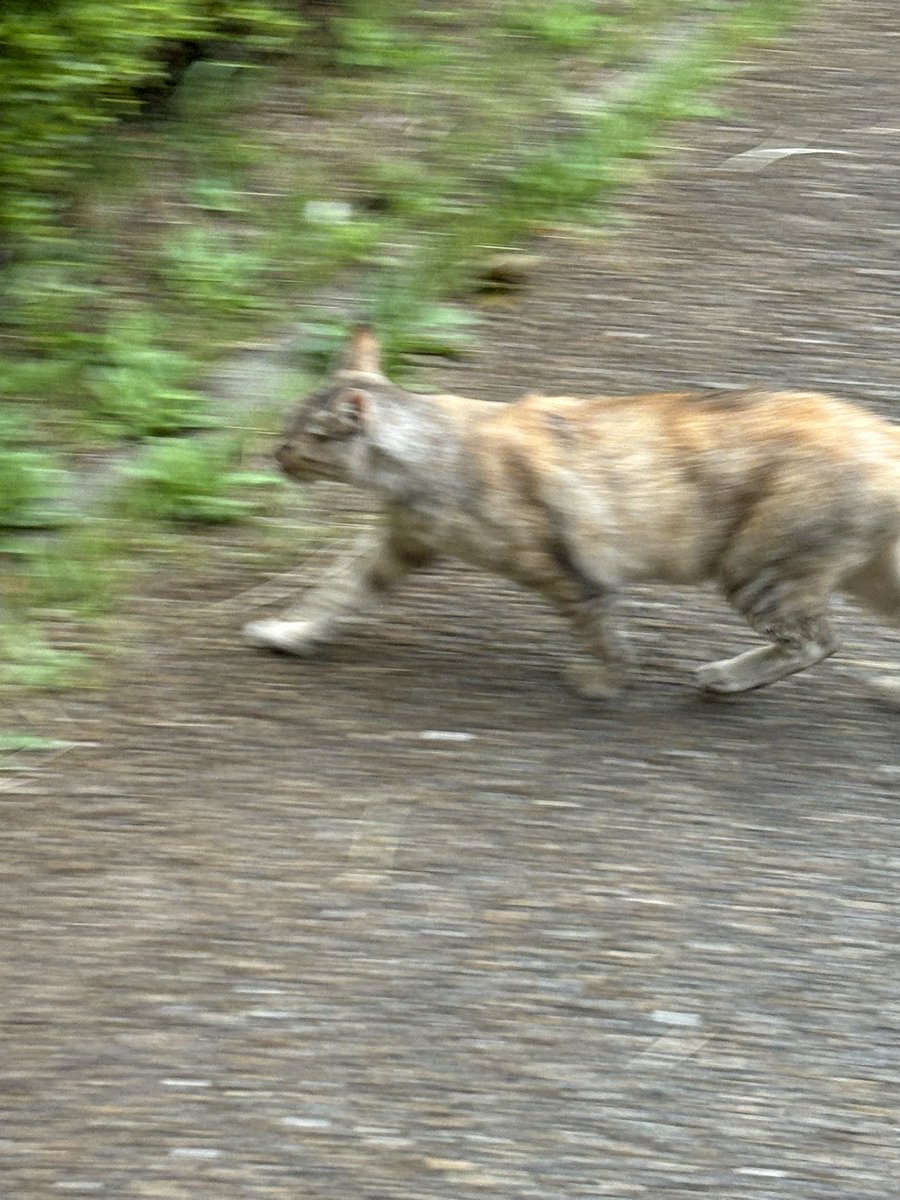 猫、逃げる