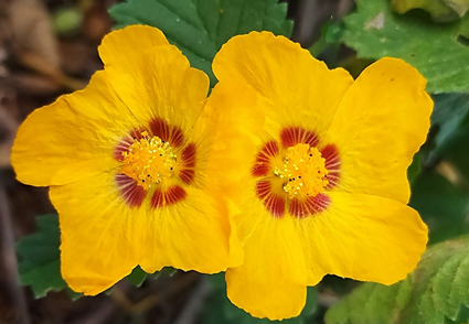 Phytotaxa's tweet image. New synonyms and lectotypifications in Sida (#Malvaceae-Malveae) reveal the first record and extension of the distribution area of Sida maculata to Brazil  
phytotaxa.mapress.com/pt/article/vie… 
#Taxonomy