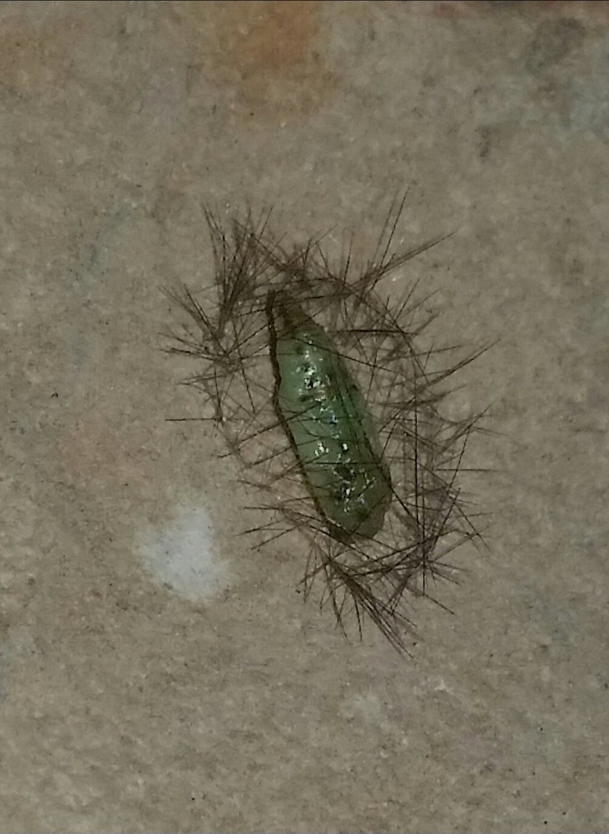 Think I finally have a name for this intriguing chrysalis found in a cave in N. Wales in 2018: the Muslin Footman (Nudaria mondana). Appears to be able to reuse its caterpillar hair as possible protection for the chrysalis..
<a href="/cofnod/">Cofnod</a> <a href="/BritishMoths/">British Moths</a>
