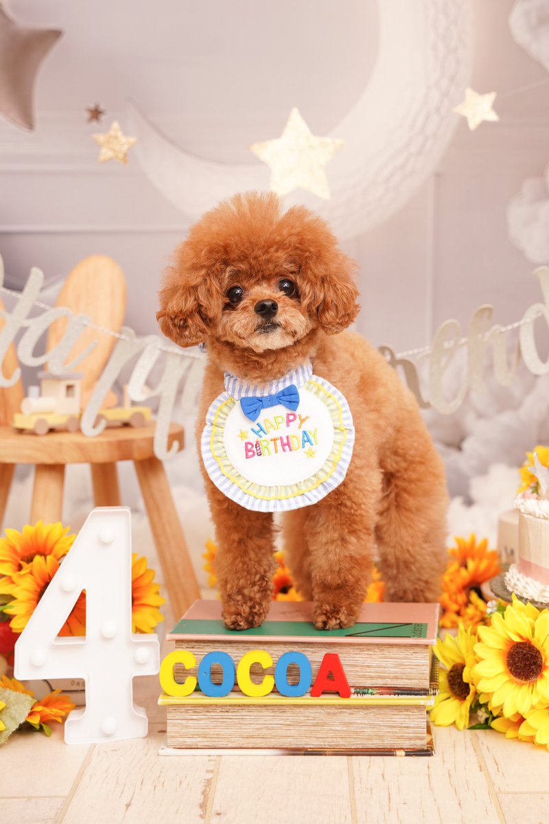 honda_mosamosa's tweet photo. 今日、7月23日は………

愛犬ここあの誕生日です！！！
4歳になりました！！✨🎂✨

お誕生日お祝いに写真撮ってきました！！！！天使がいるよ…。#うちのここあ https://t.co/vzijKgmvco